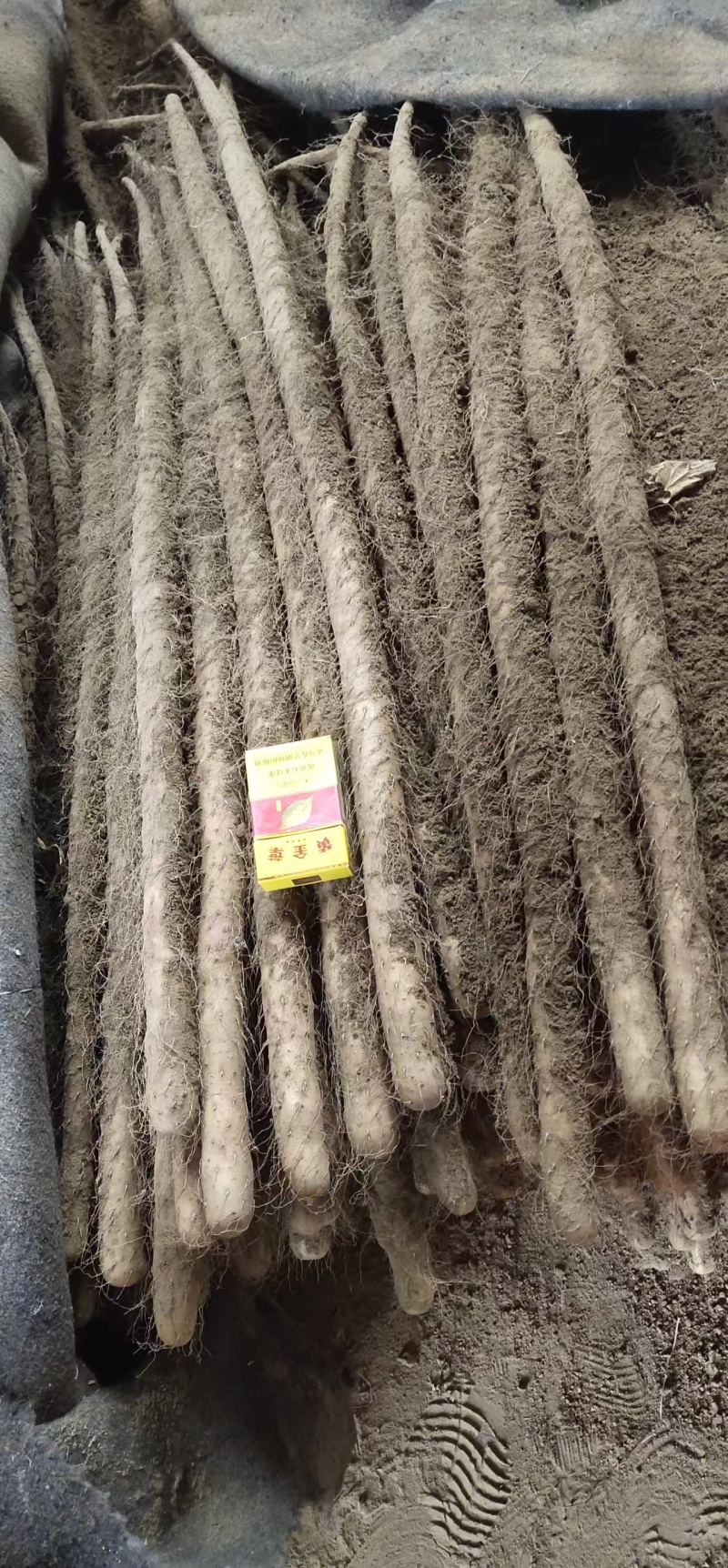 麻山药双棒铁棍白玉白嘴大量上市了批发市场平台