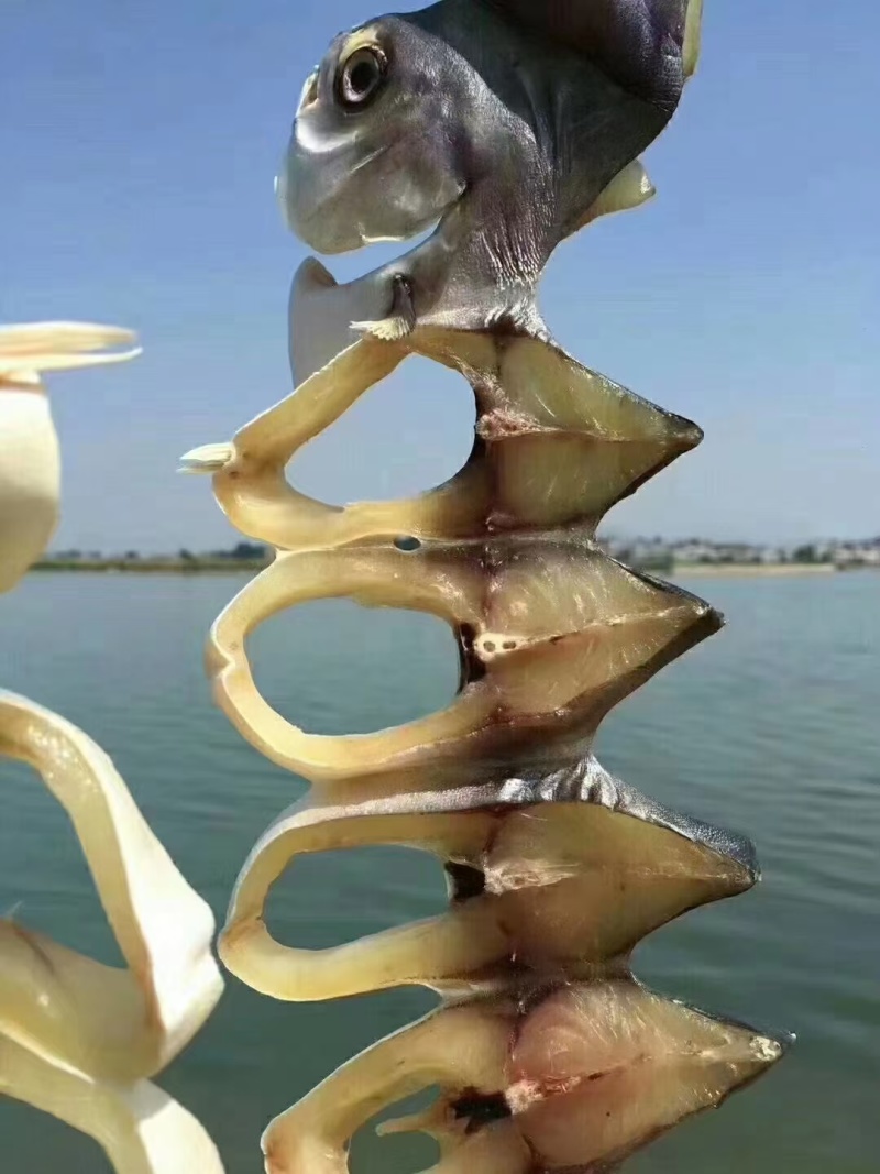 金鲳鱼干，网红金仓鱼干