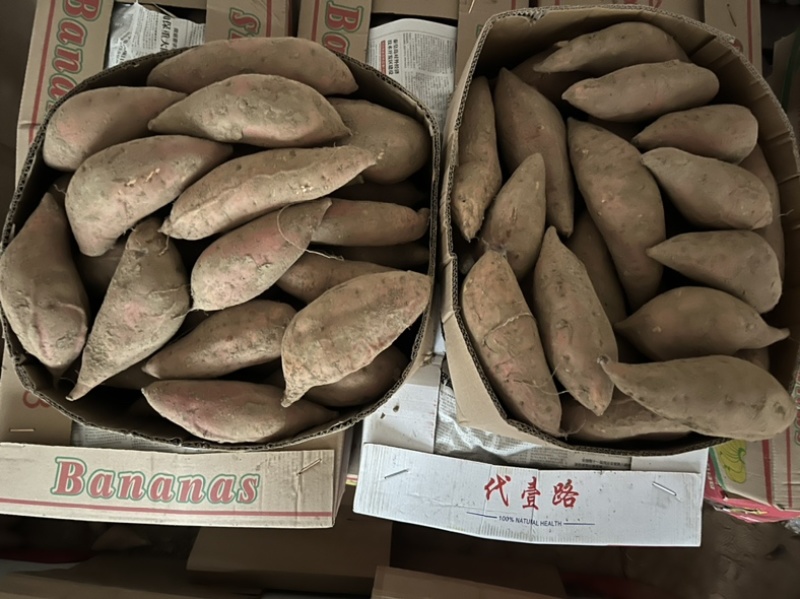 河北廊坊，烟薯25烤薯块