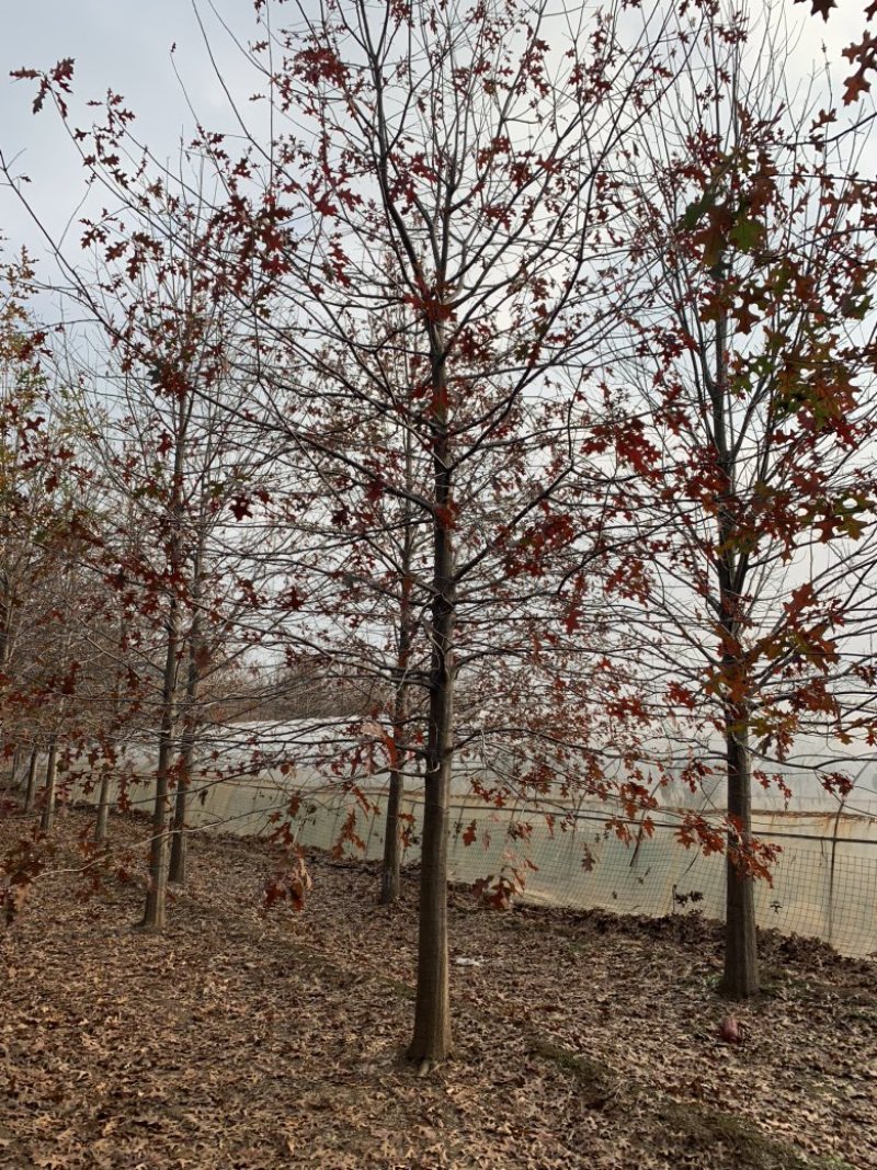 苗圃供应8-30公分娜塔栎，苗圃直销，打号现挖