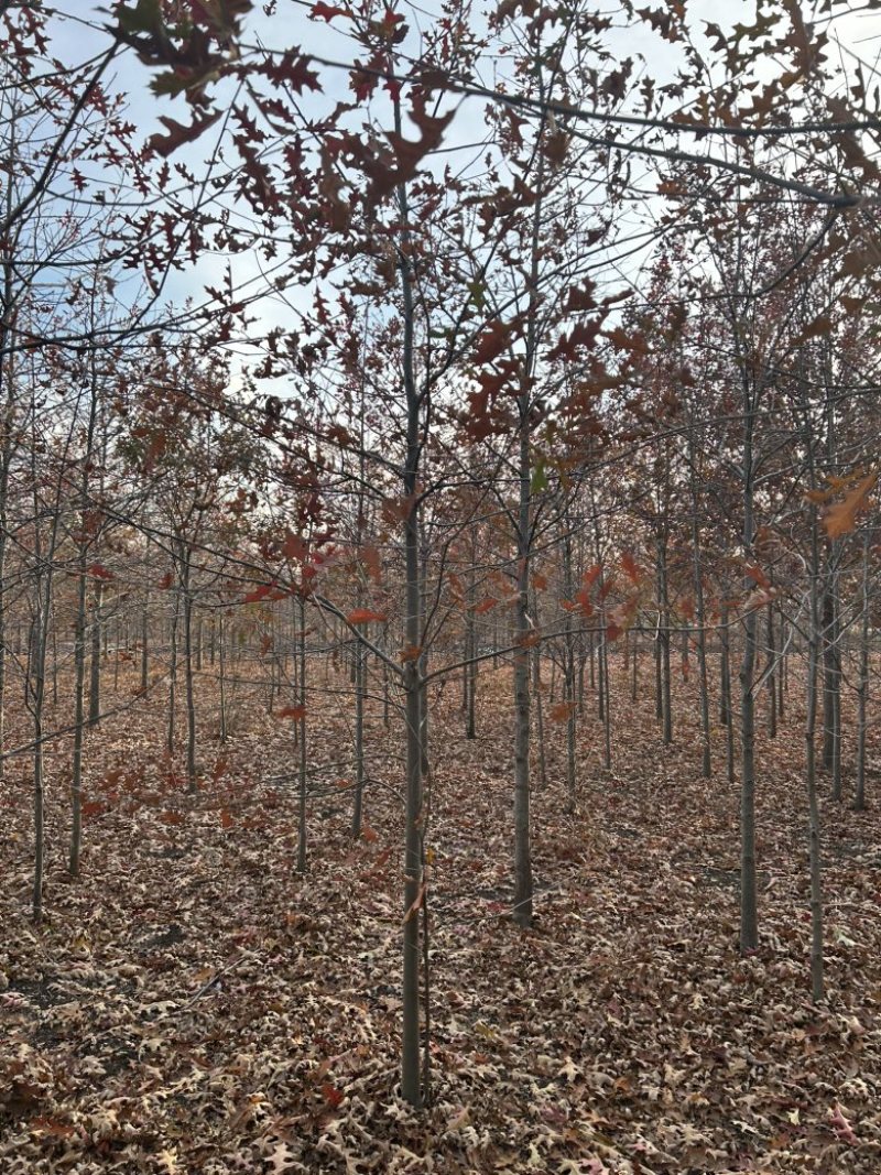 苗圃供应8-30公分娜塔栎，苗圃直销，打号现挖