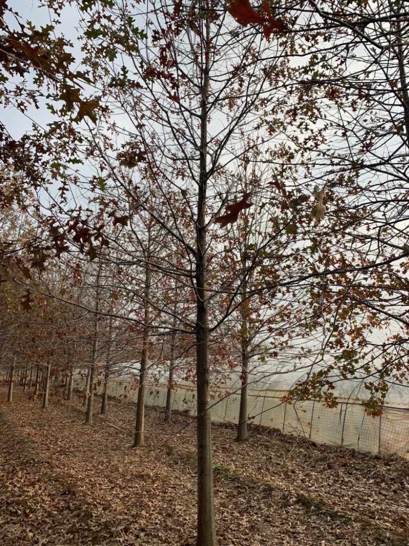 苗圃供应8-30公分娜塔栎，苗圃直销，打号现挖