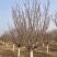 常年供应8-30公分樱花，价格合适，苗圃直销