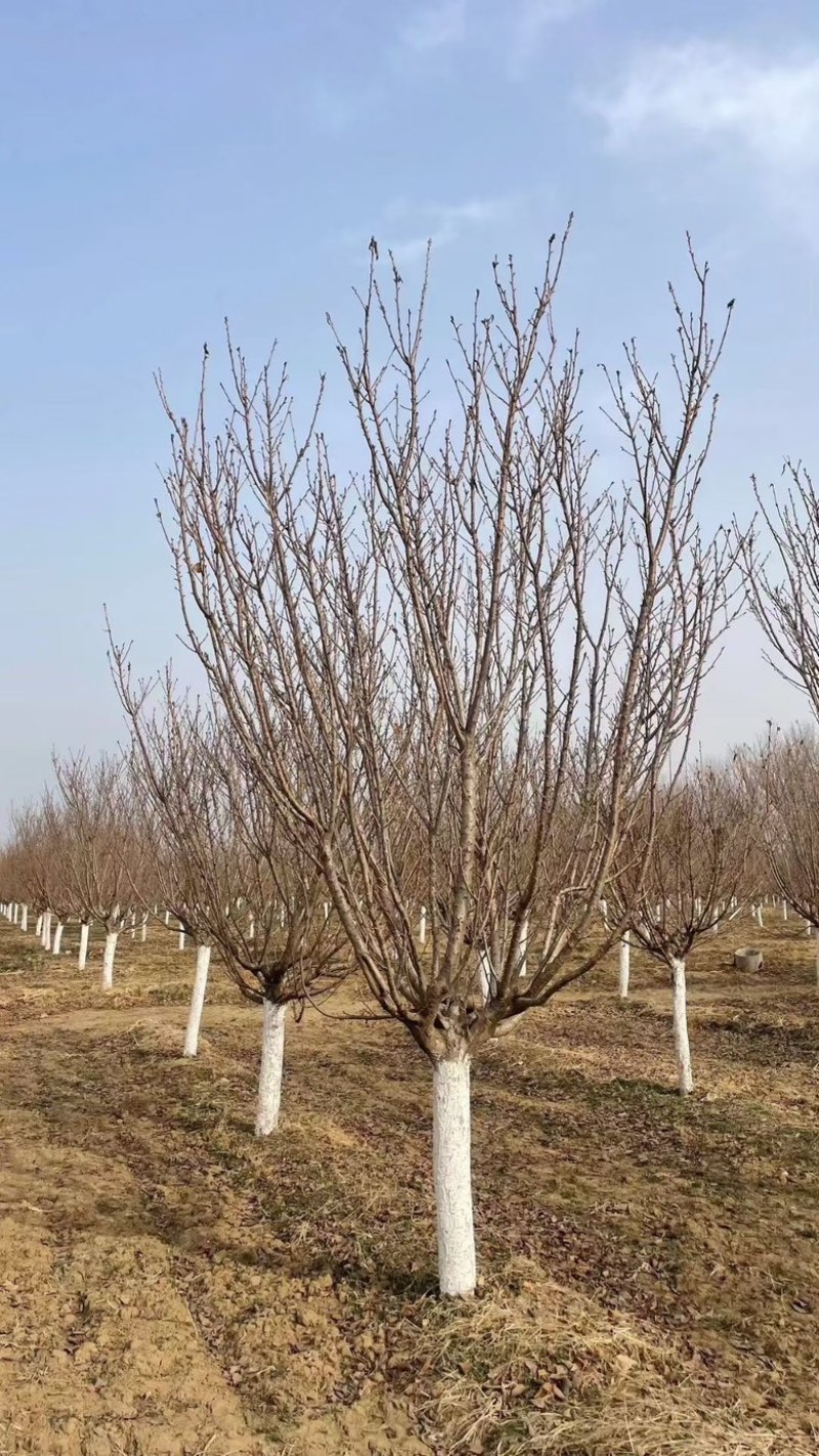 常年供应8-30公分樱花，价格合适，苗圃直销