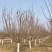 常年供应8-30公分樱花，价格合适，苗圃直销
