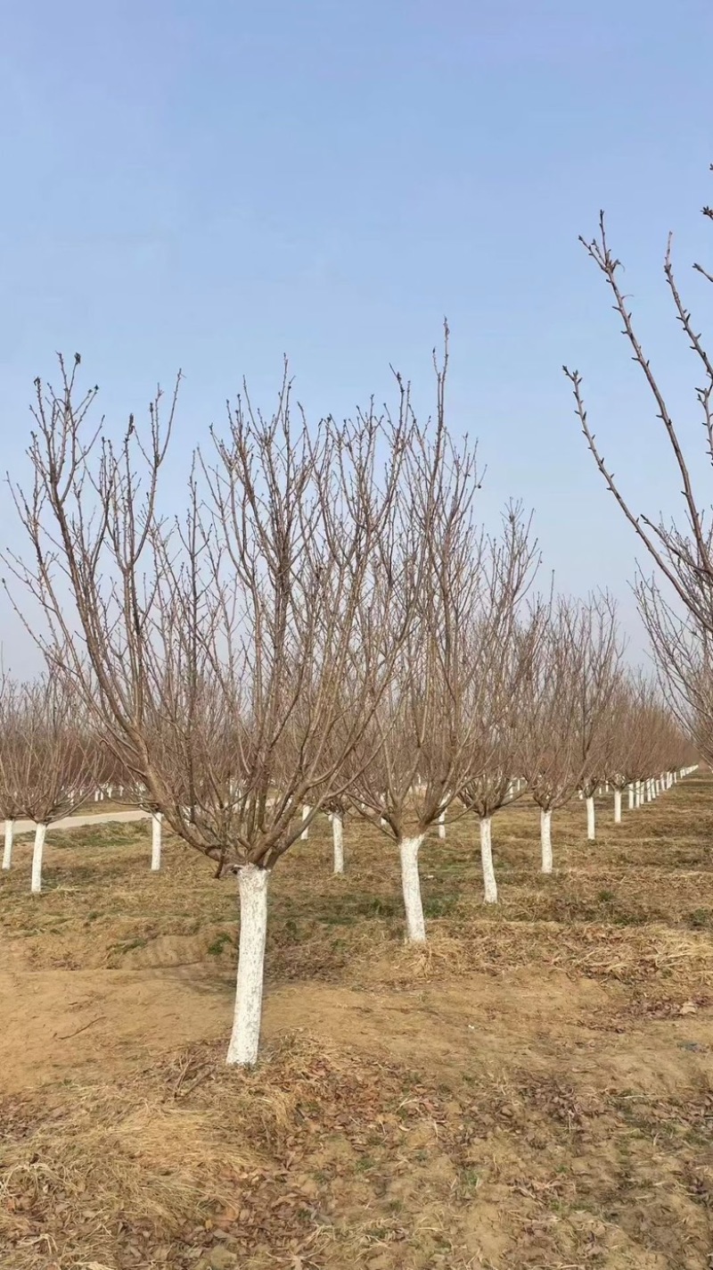 常年供应8-30公分樱花，价格合适，苗圃直销