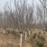 常年供应8-30公分樱花，价格合适，苗圃直销