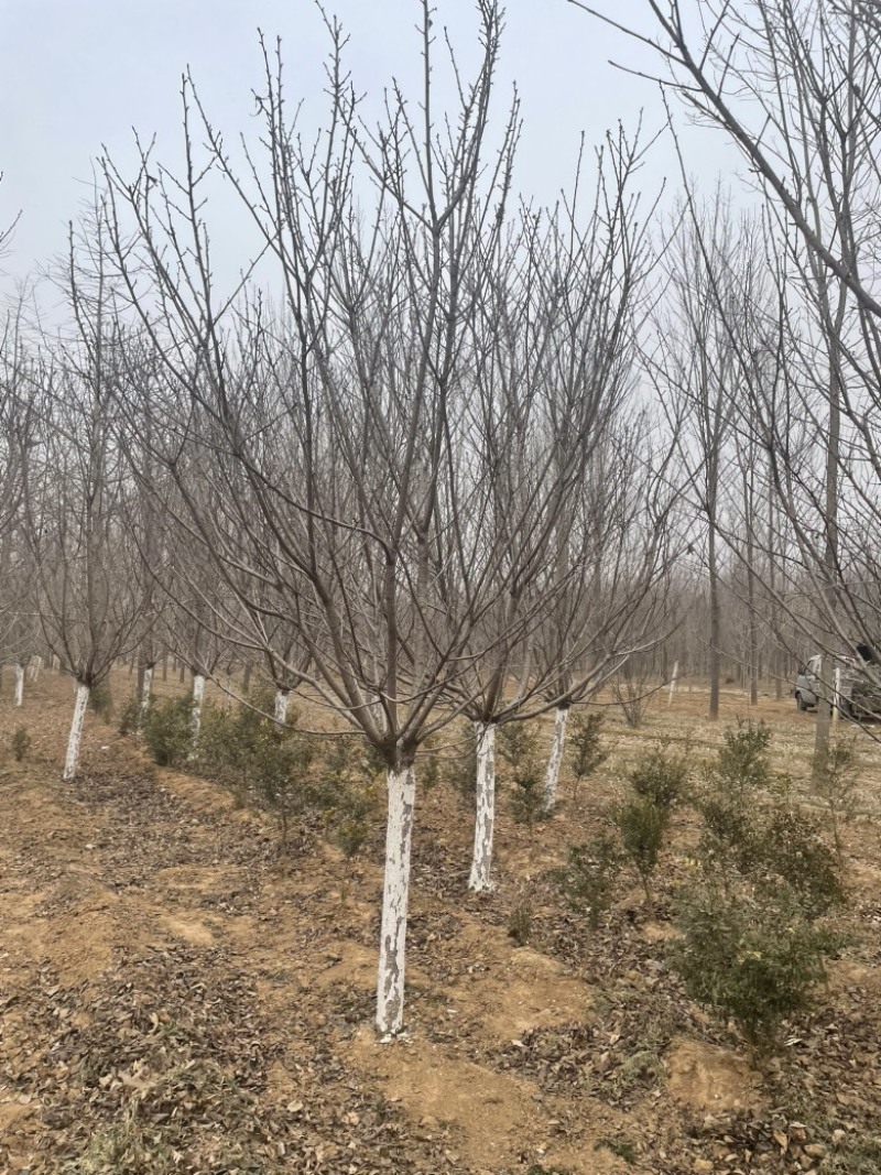 常年供应8-30公分樱花，价格合适，苗圃直销