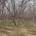常年供应8-30公分樱花，价格合适，苗圃直销