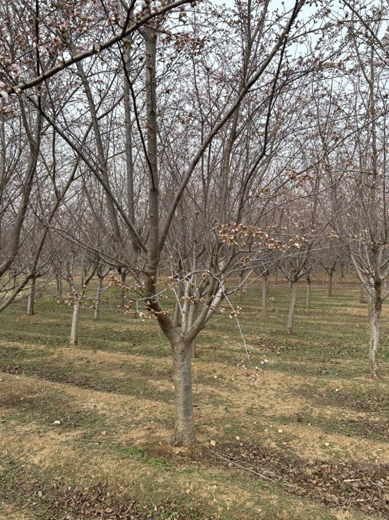 常年供应8-30公分樱花，价格合适，苗圃直销