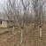 常年供应8-30公分樱花，价格合适，苗圃直销