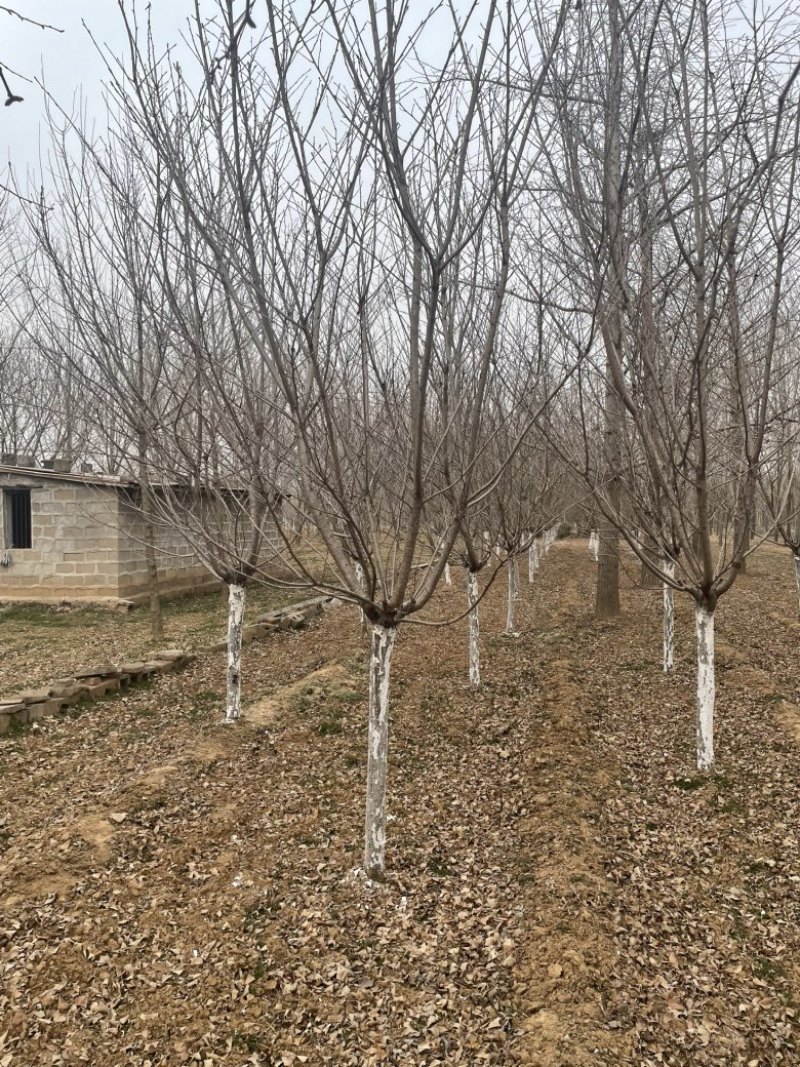 常年供应8-30公分樱花，价格合适，苗圃直销