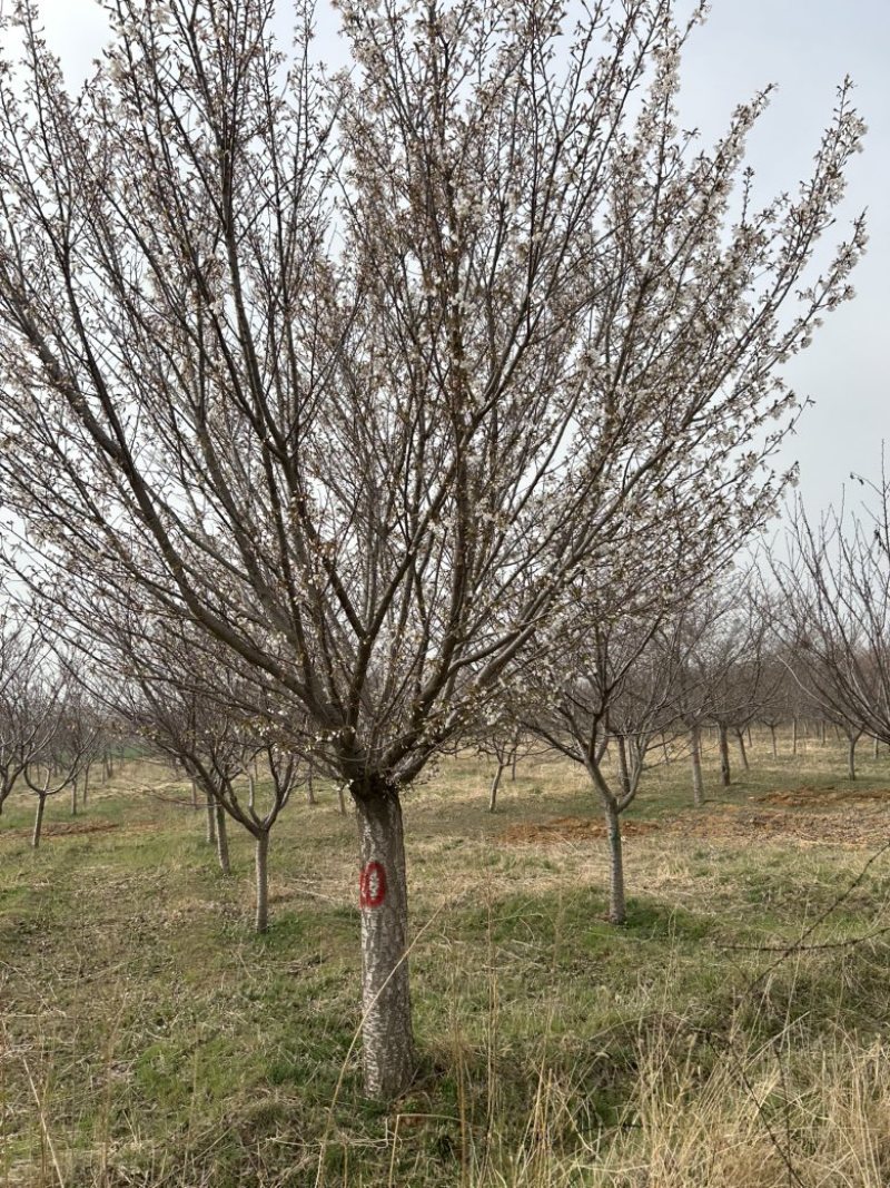 常年供应8-30公分樱花，价格合适，苗圃直销