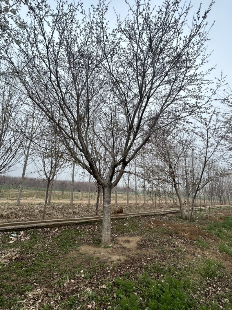 常年供应8-30公分樱花，价格合适，苗圃直销
