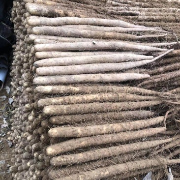 精品双棒二路山药，产地一手货源，量大从优