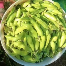 蚕豆