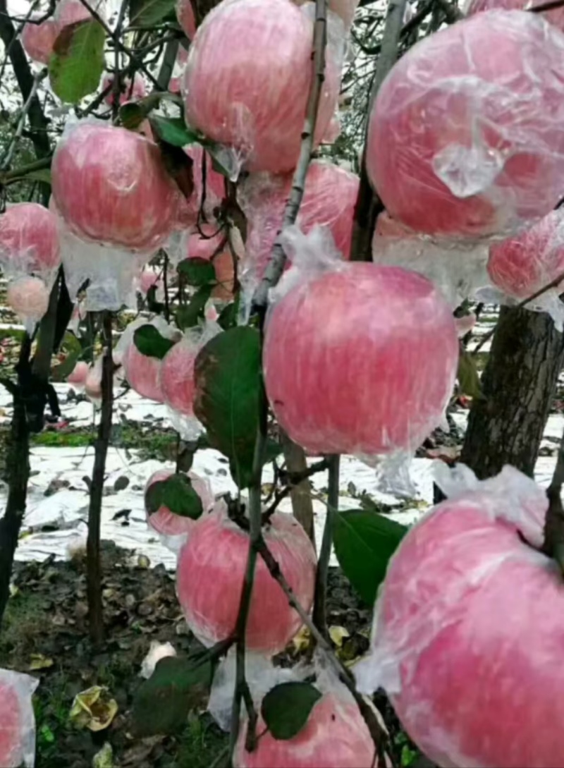 山东膜袋红富士苹果大量上市货源充足质量保证口感脆甜