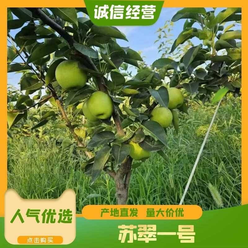 新品种“新玉梨”苏翠一号，沪晶18，超月，山农，新华接穗