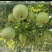 香芋冬瓜