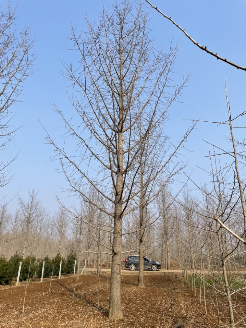 15公分银杏树银杏树价格自产自销指树挖树
