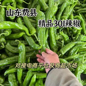 山东费县精品301辣椒，货源充足稳定，质量优良，品质严选