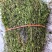 半枝莲全棵带根2025新货无硫自然晒干产地现货发货全国