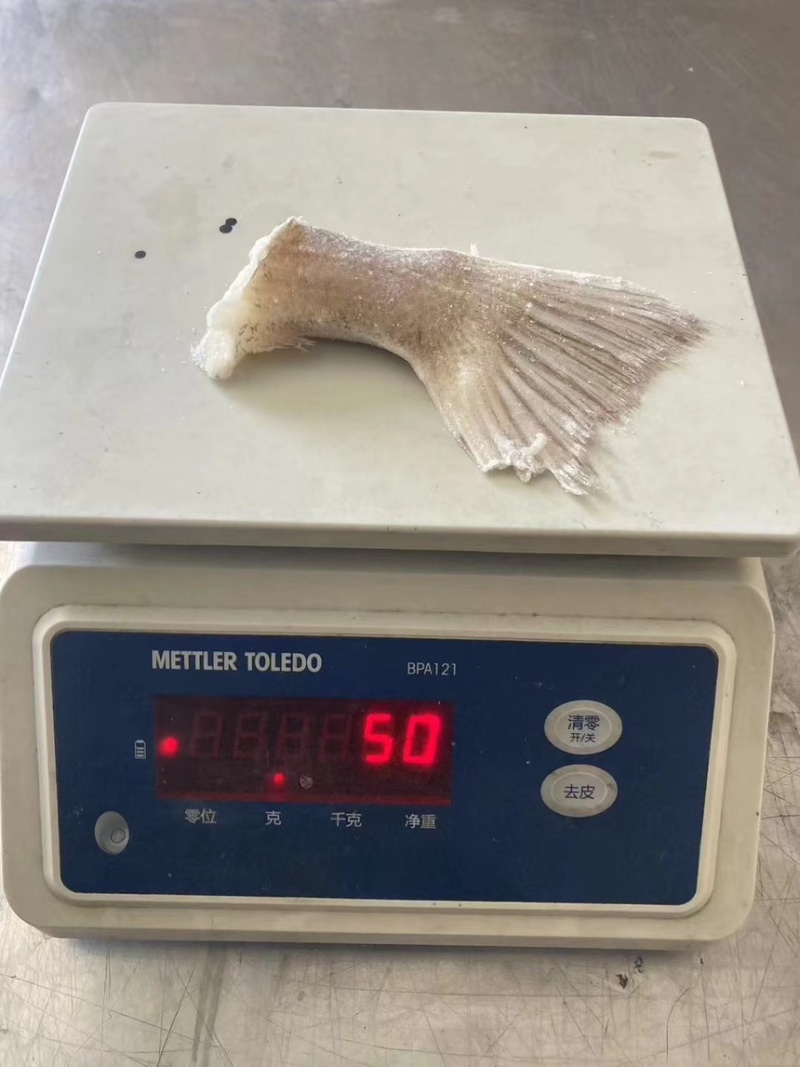 箭齿鲽鱼尾，剑齿鲽鱼尾。