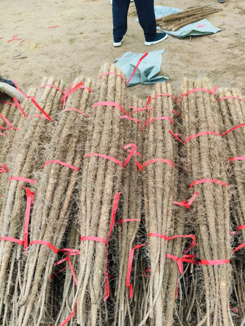 山西铁棍山药大量上市对接加工厂一手货源欢迎合作。