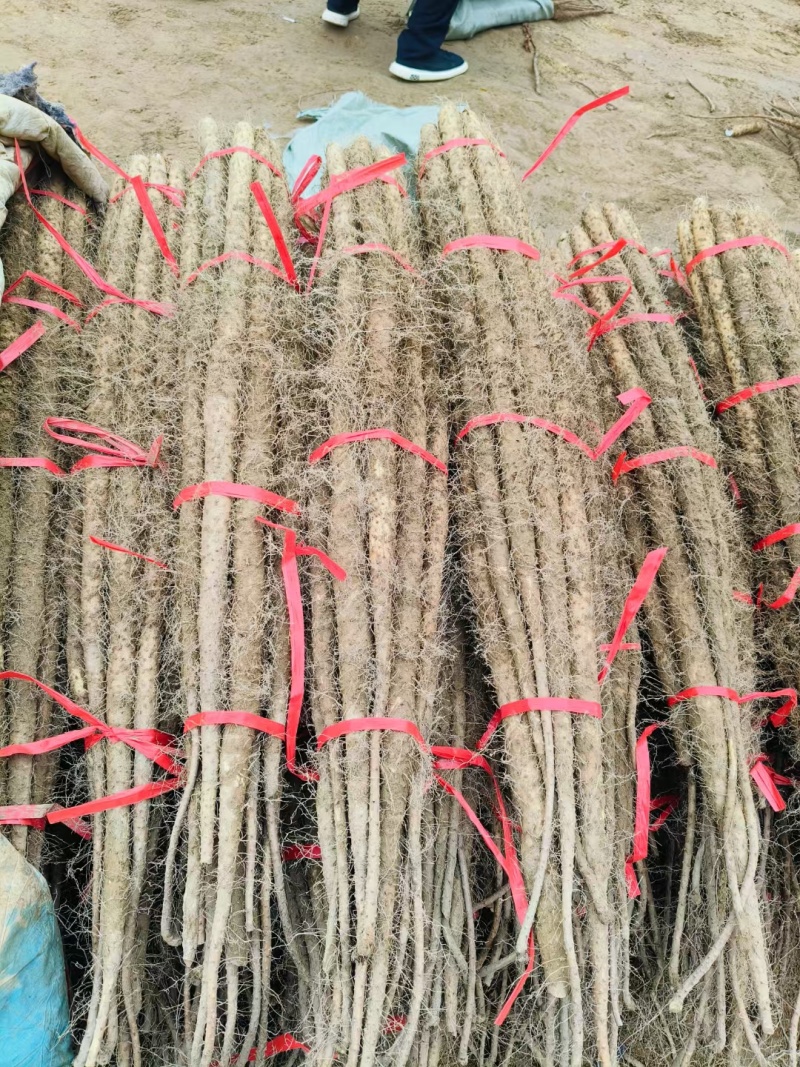 山西铁棍山药大量上市对接加工厂一手货源欢迎合作。