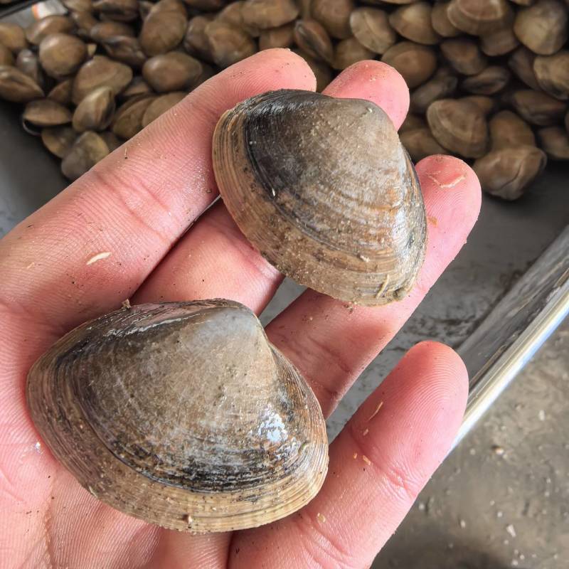 【东港黄蚬子】边贸蚬子，黄皮大黄蚬子30粒左右味道鲜美