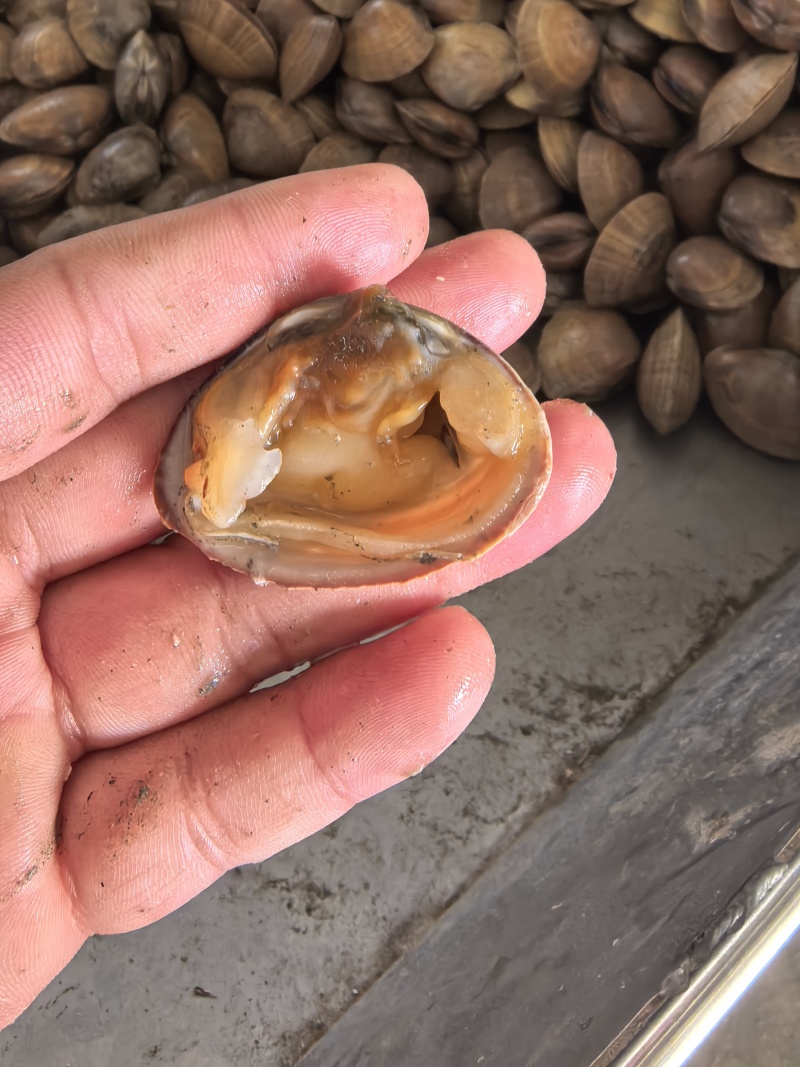 【东港黄蚬子】边贸蚬子，黄皮大黄蚬子30粒左右味道鲜美