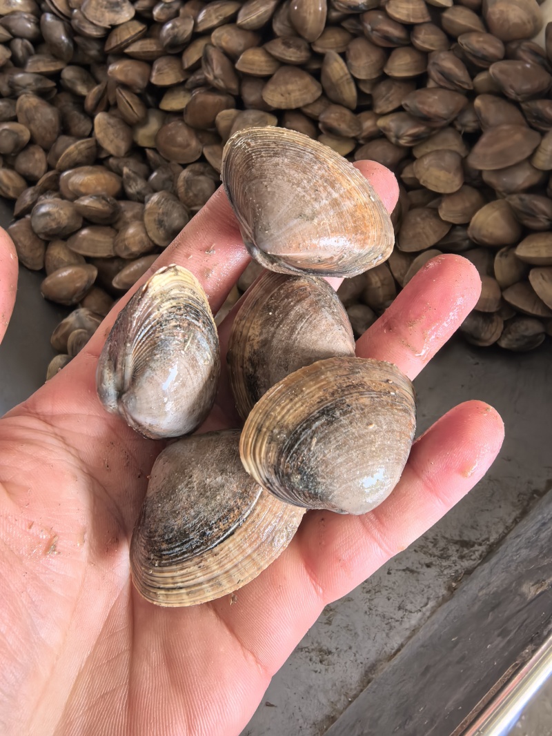【东港黄蚬子】边贸蚬子，黄皮大黄蚬子30粒左右味道鲜美