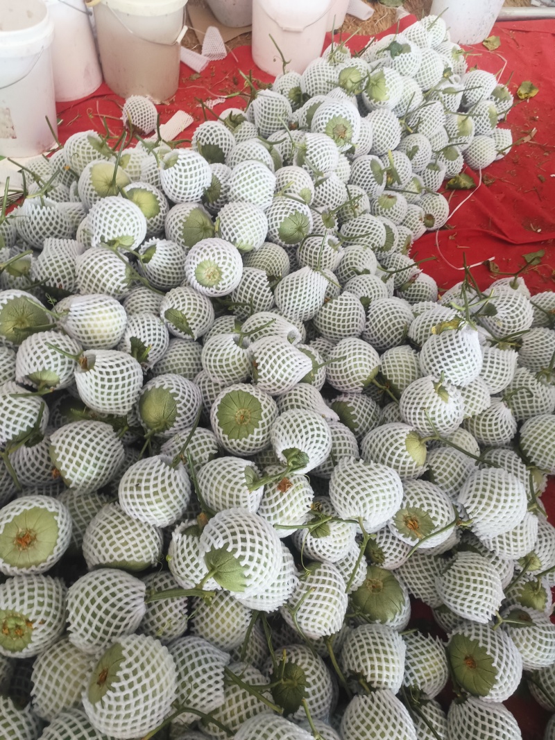 绿宝甜瓜