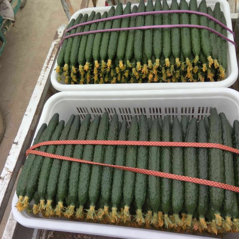 山东密刺黄瓜青瓜承接商超供货，代收代发全国
