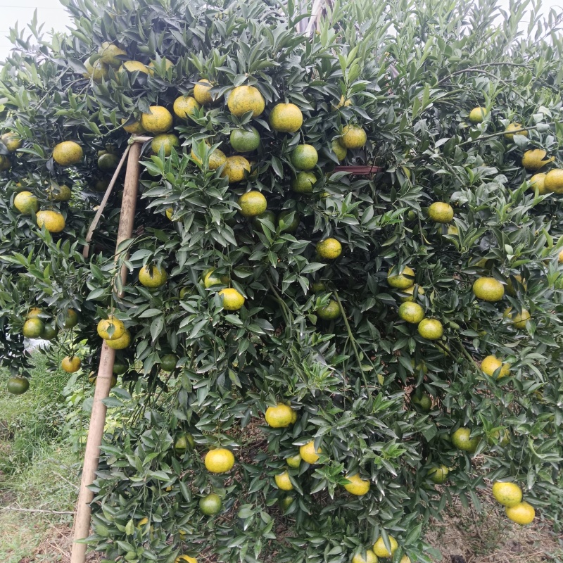 自家几百亩果园茶枝柑新会陈皮柑大量新果