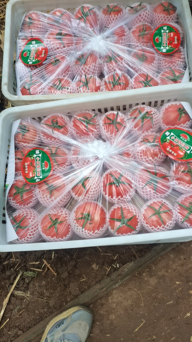 山东西红柿精品硬粉西红柿货源充足品质保证欢迎联系