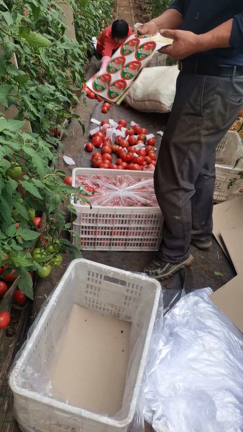 山东西红柿精品硬粉西红柿货源充足品质保证欢迎联系