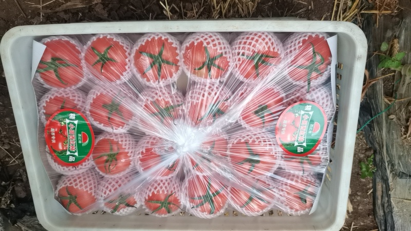 山东西红柿精品硬粉西红柿货源充足品质保证欢迎联系