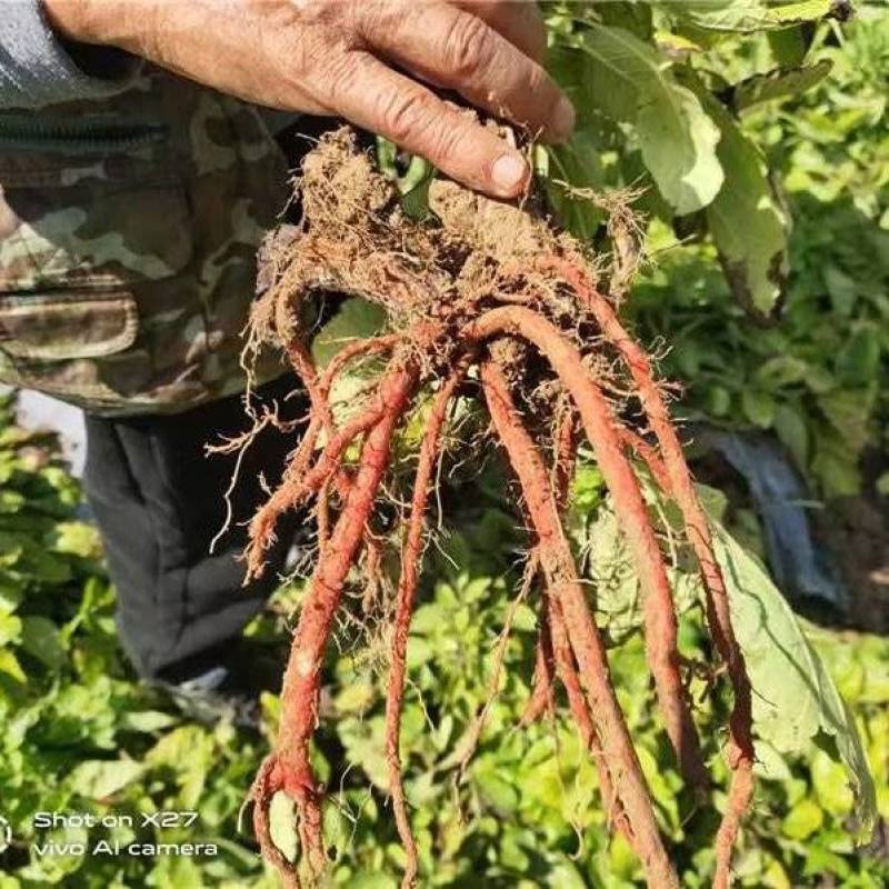 新鲜丹参正品无杂质鲜货出售