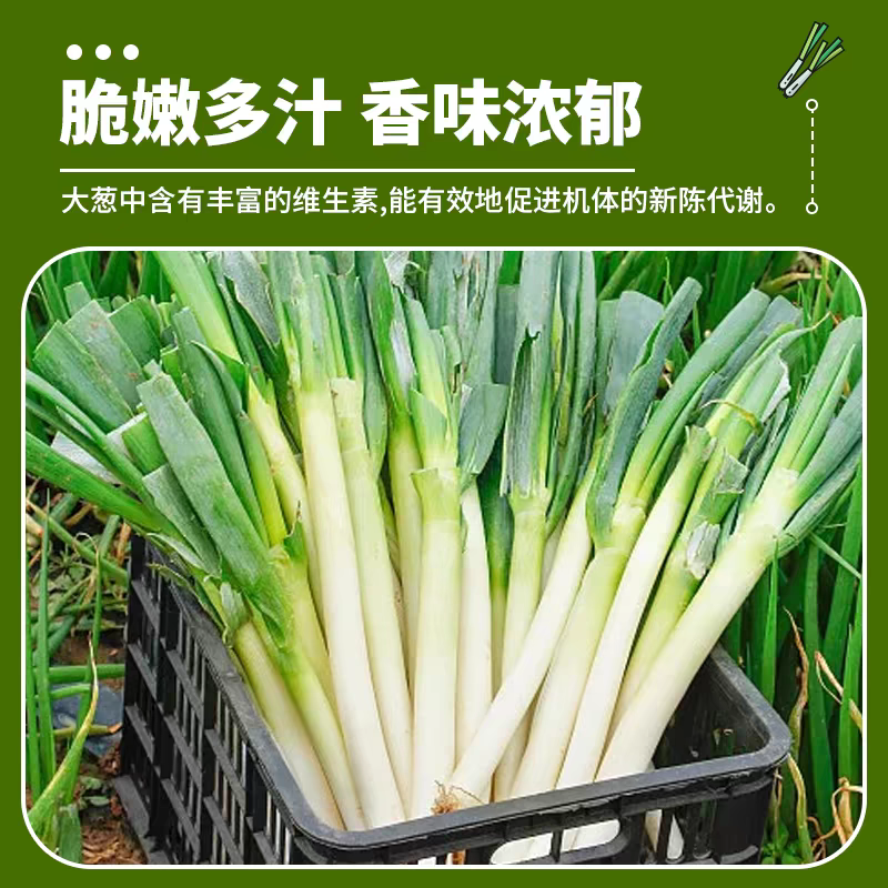 河南大葱/铁杆大葱/产地货源/承接电商市场/社区团购
