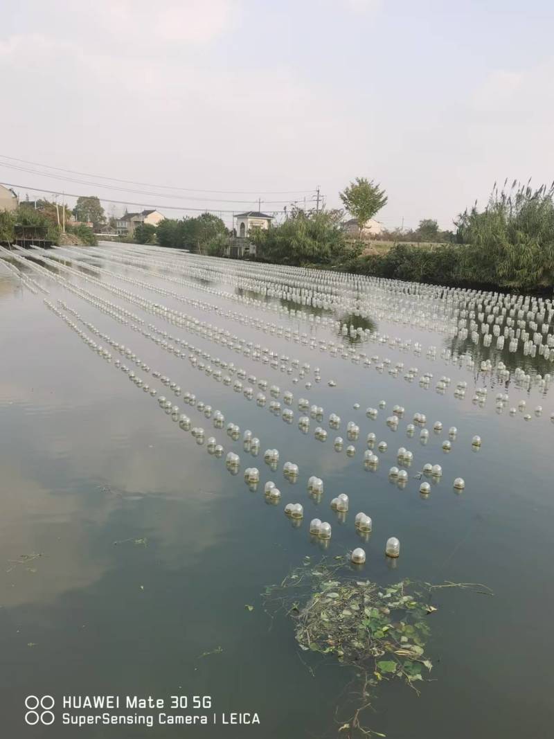 淡水珍珠蚌（青年蚌）白蚌