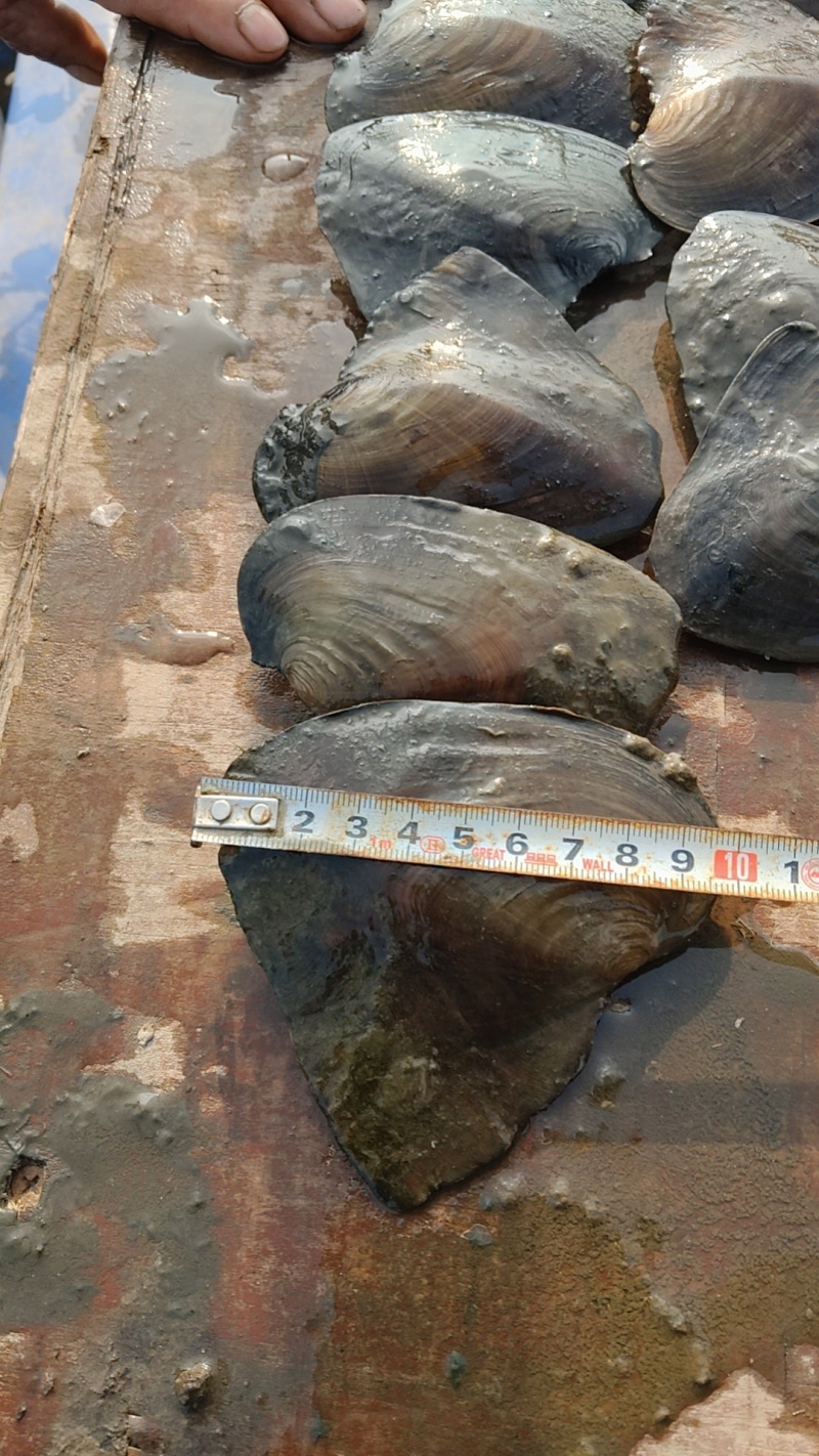 淡水珍珠蚌（青年蚌）白蚌