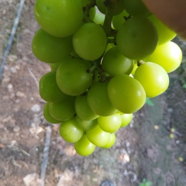 阳光玫瑰，脆，甜，新鲜