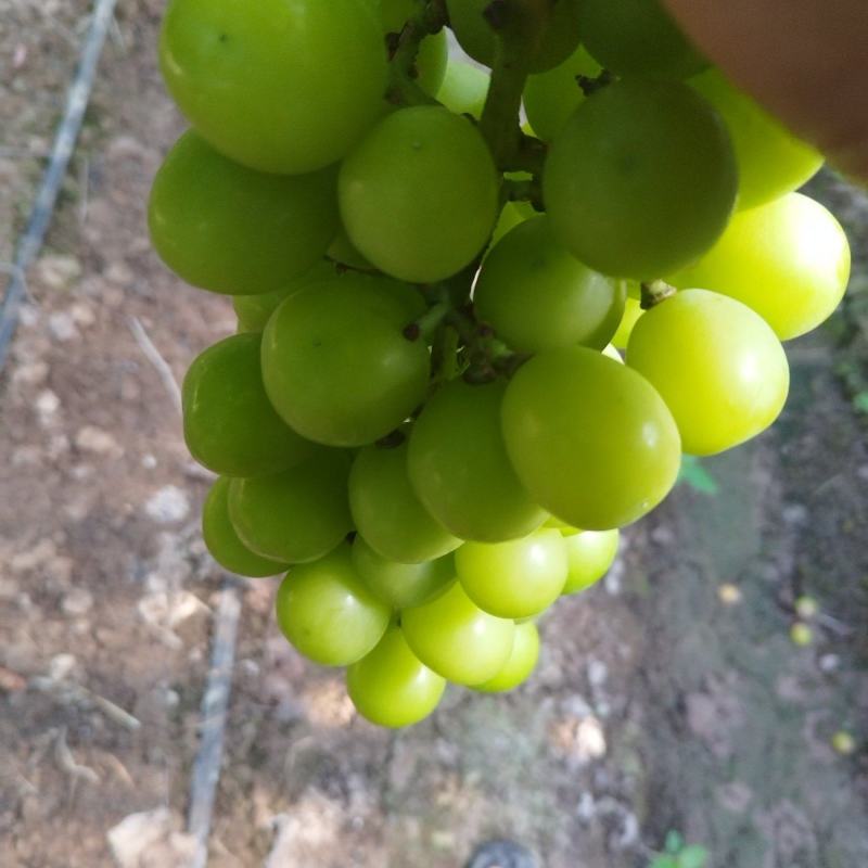阳光玫瑰，脆，甜，新鲜