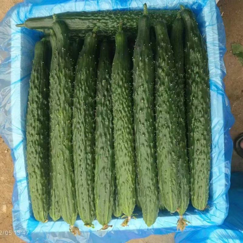 广东徐闻黄瓜大量上市，有需要货的老板联系我！