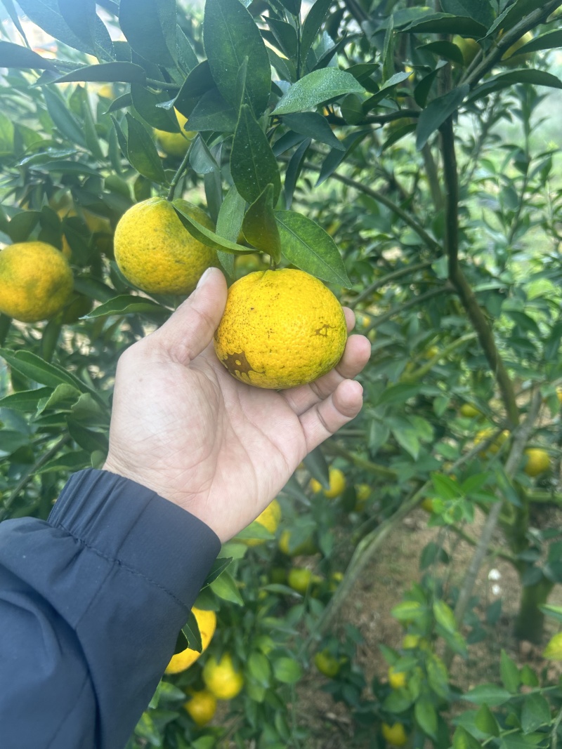 茶枝柑，二红果
