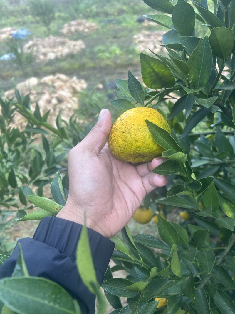 茶枝柑，二红果