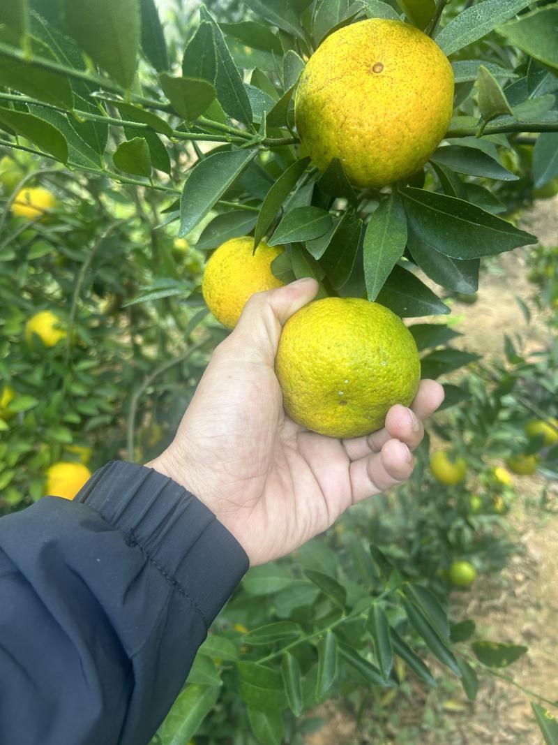 茶枝柑，二红果