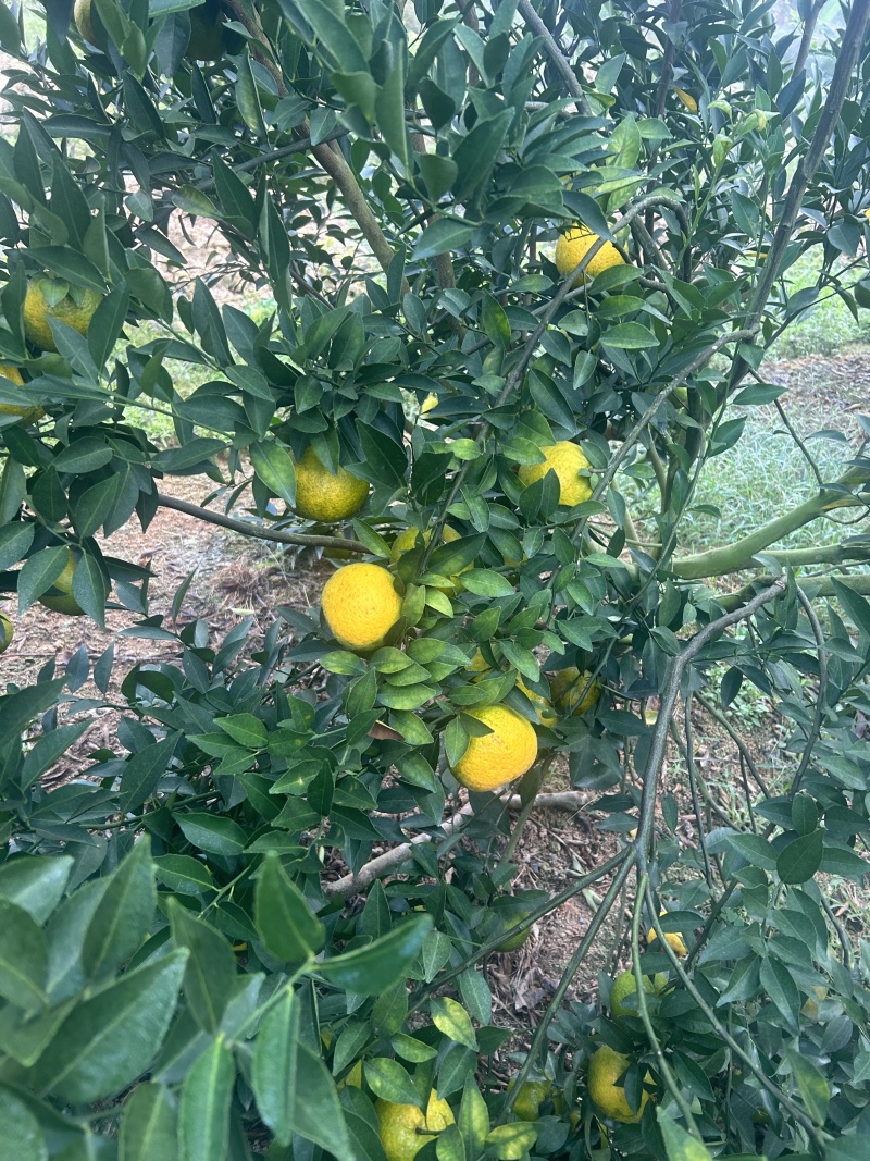 茶枝柑，二红果
