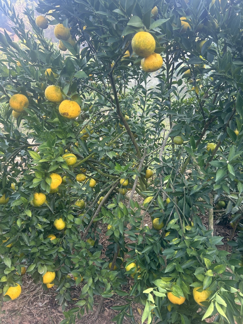 茶枝柑，二红果